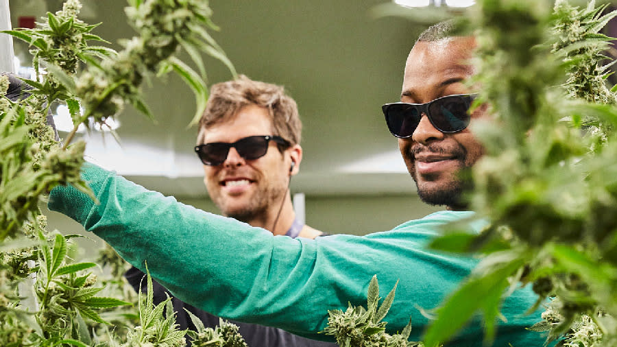 Native Roots employees working on a cannabis plant