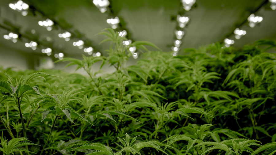 Photograph of a cannabis grow