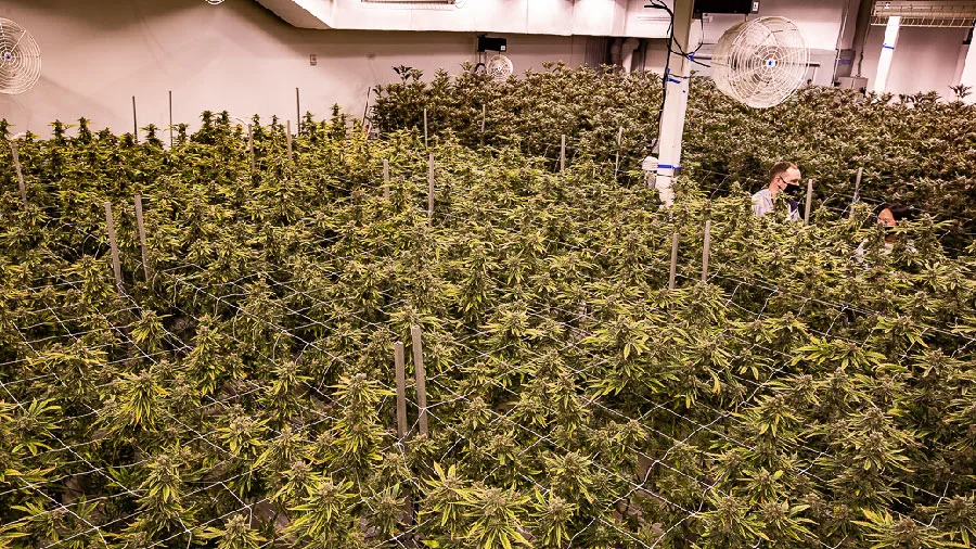 Wide Shot of Native Roots grow taken November 2021