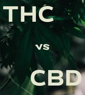 THC vs CBD Thumbnail-01