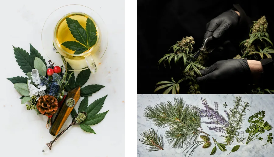 Cannabis images mixed with flowers and other terpene containing plants
