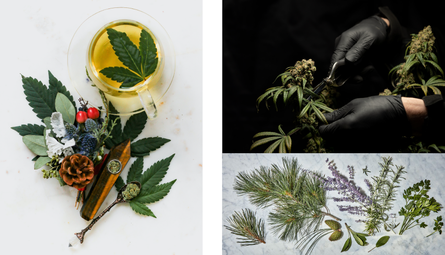 Cannabis images mixed with flowers and other terpene containing plants