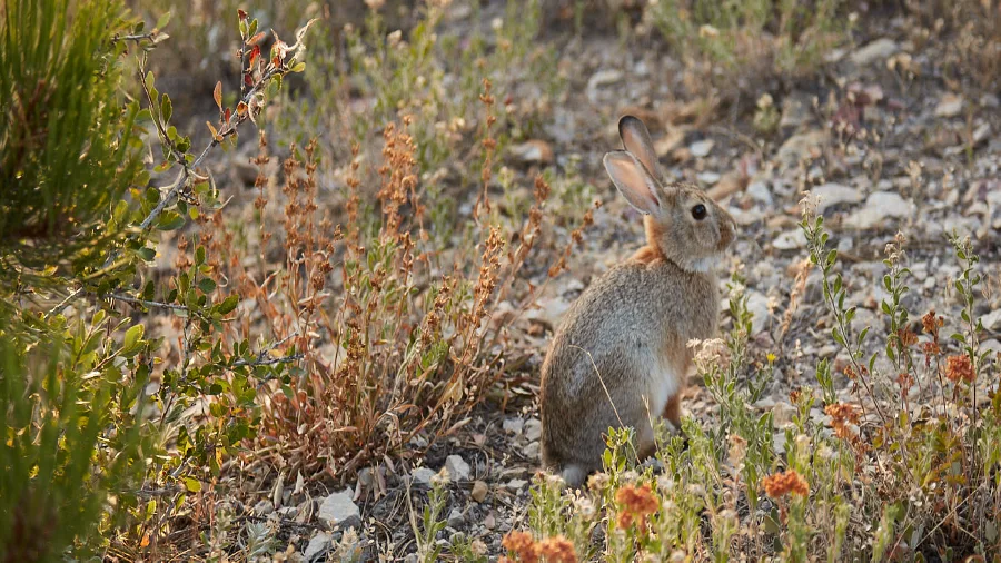 Wild rabbit