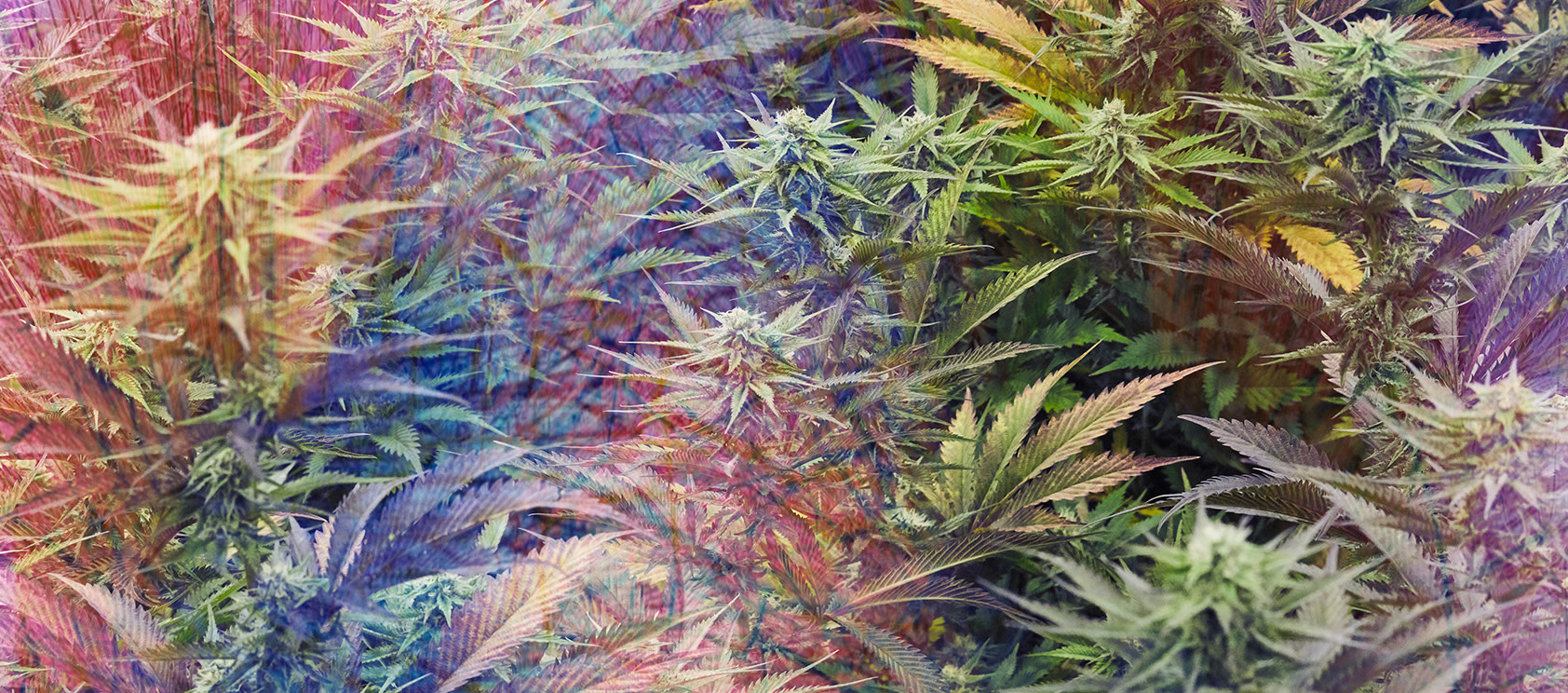 Native Roots Cannabis Co. 10 Cannabis terms to know