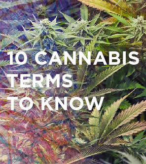 Cannabis Terms Thumbnail