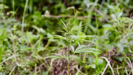 A wild cannabis plant in Qinghai province, central China.Guangpeng Ren