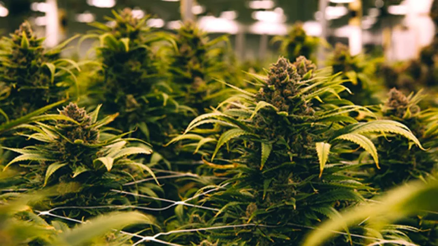 Picture of cannabis plants at the Native Roots grow facility