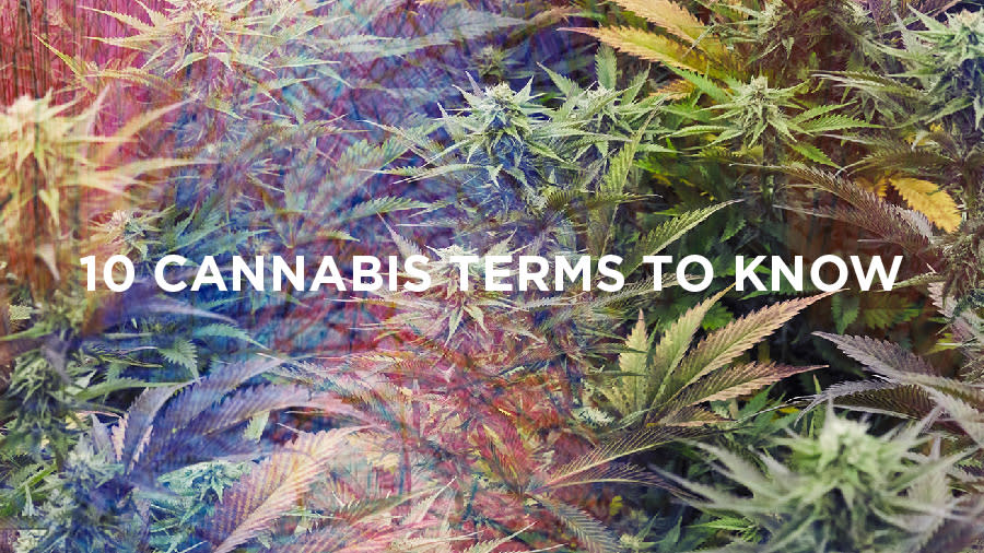 colorful image of cannabis plants, 10 cannabis terms to know
