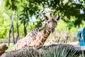 Fort-Worth-Zoo-Web-Cover-Photo-1-300x200