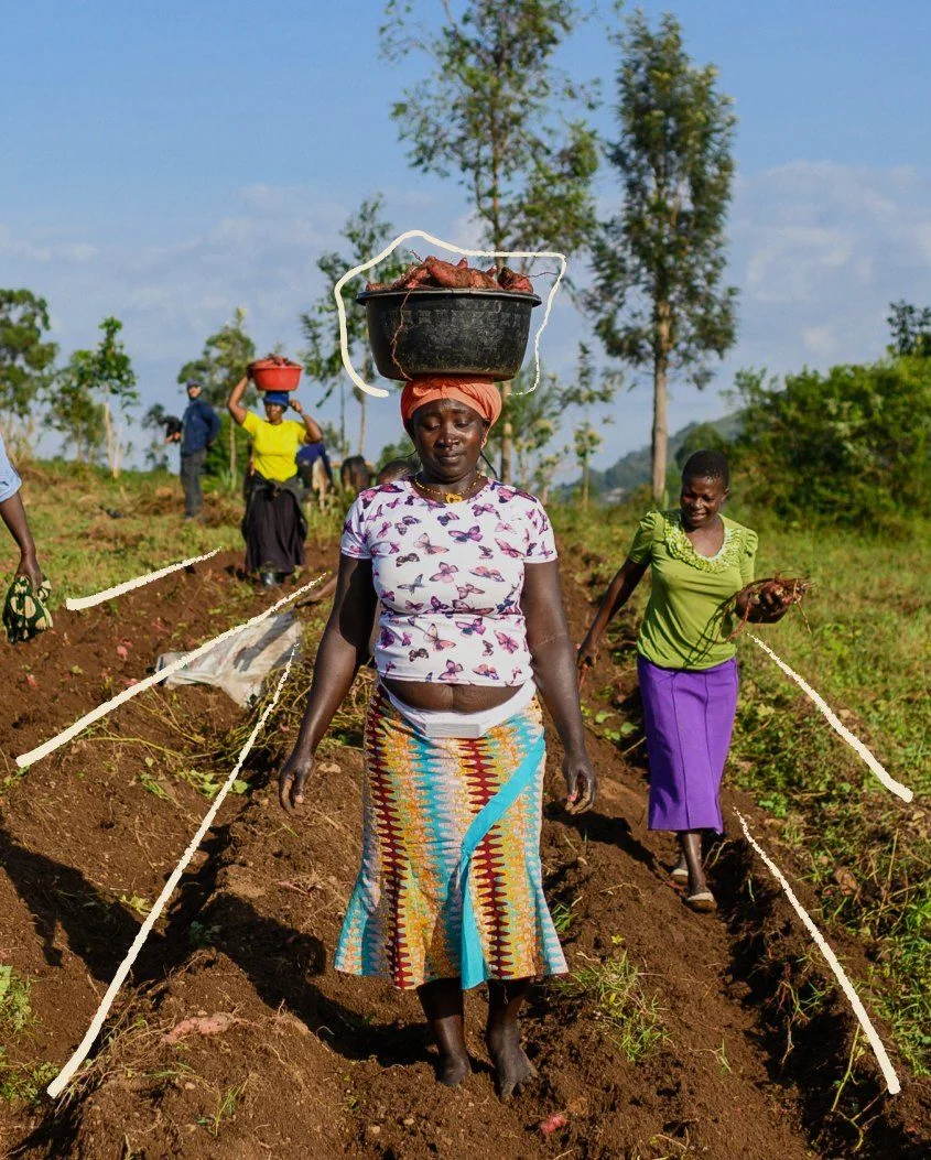 Women harvesting sweet potatoes