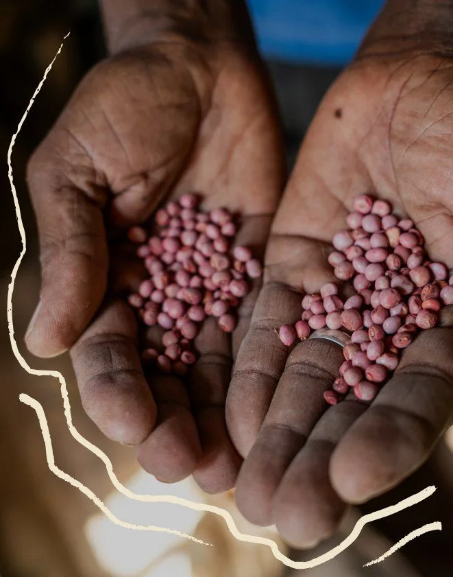 Hands holding seed beans
