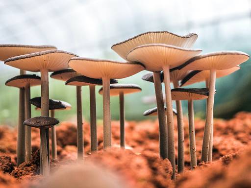 Several growing mushrooms.
