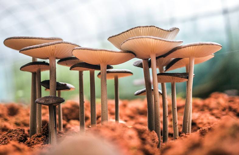 Several growing mushrooms.