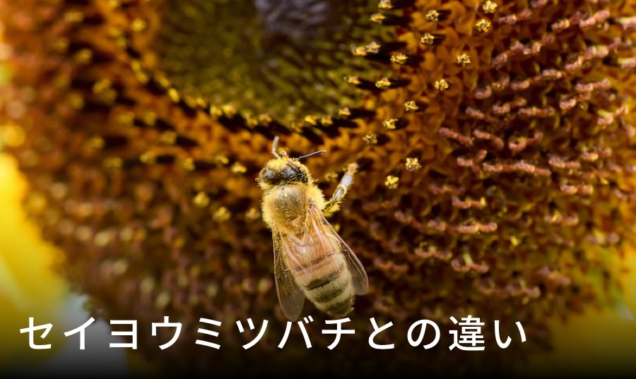 セイヨウミツバチとの違い