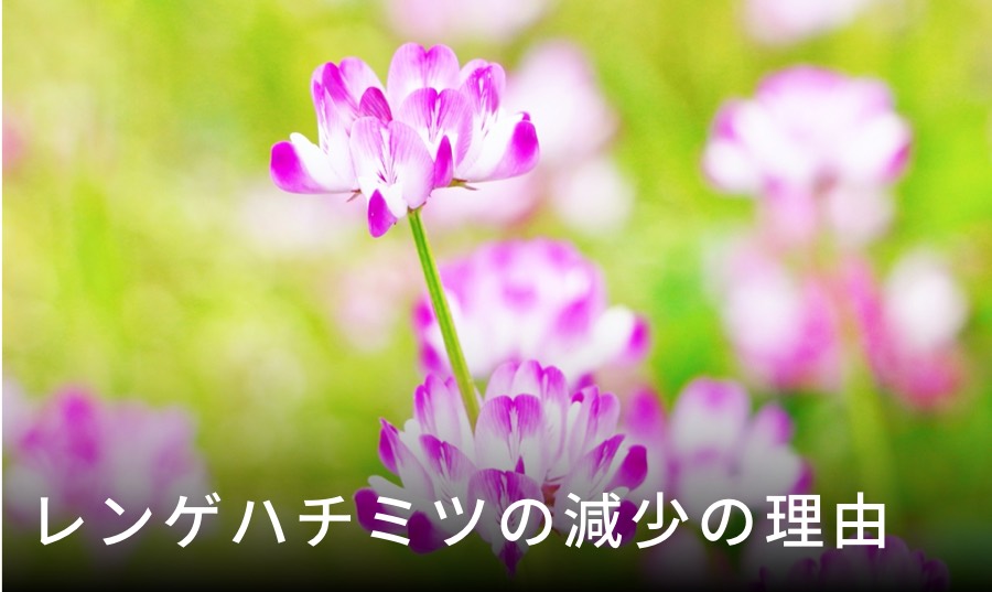 大人気の レンゲハチミツ の減少の理由