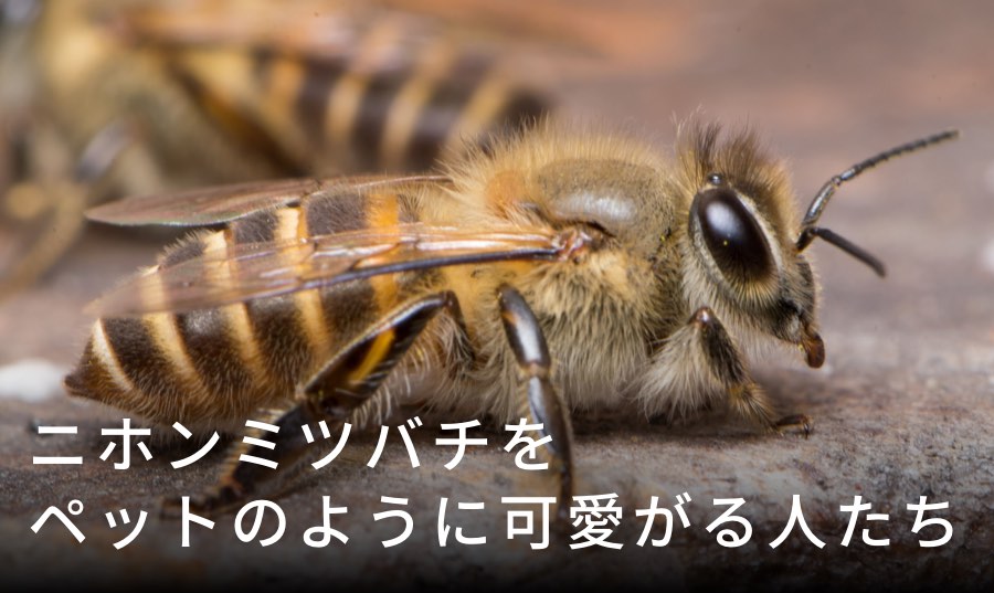 日本ミツバチがかわいい