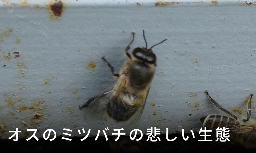 ニホンミツバチのオス 雄蜂の悲しい生態