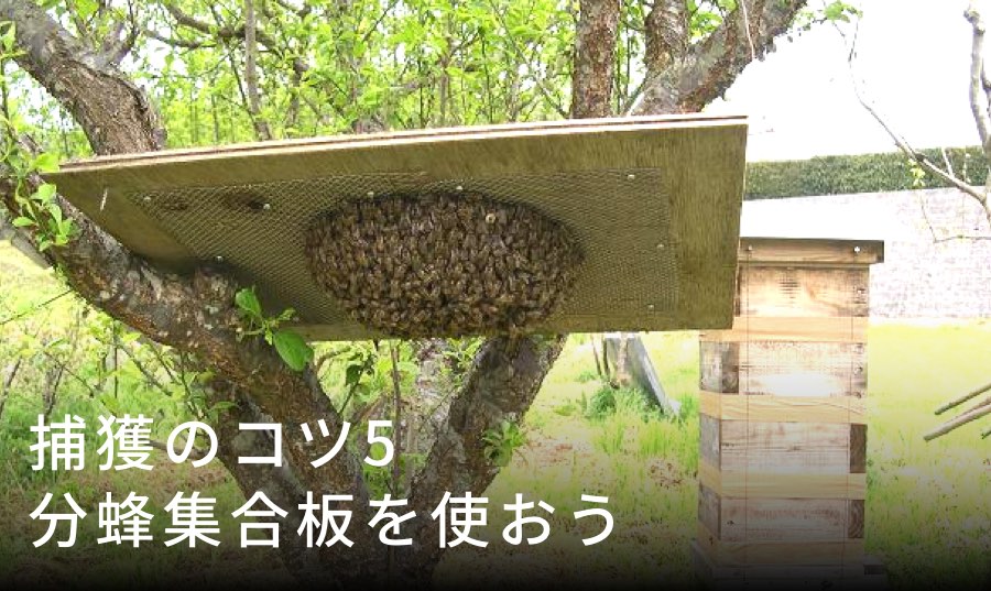 分蜂群の捕獲のコツ5 分蜂集合板を利用して飼育群れからの分蜂を強制捕獲する