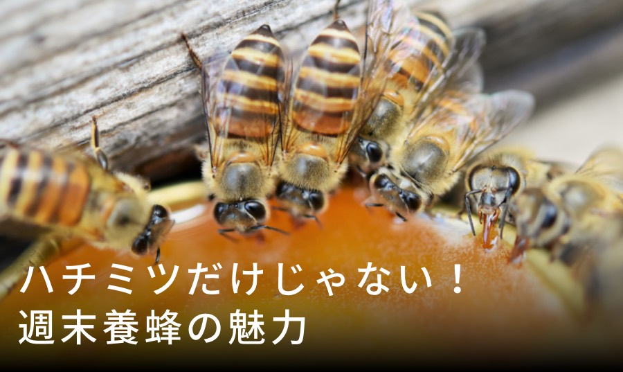 ニホンミツバチの飼育・養蜂を始めたい方へ 養蜂キットもあります