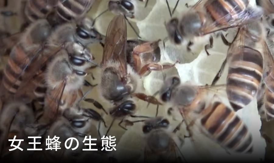 ニホンミツバチの女王蜂の生態 一生