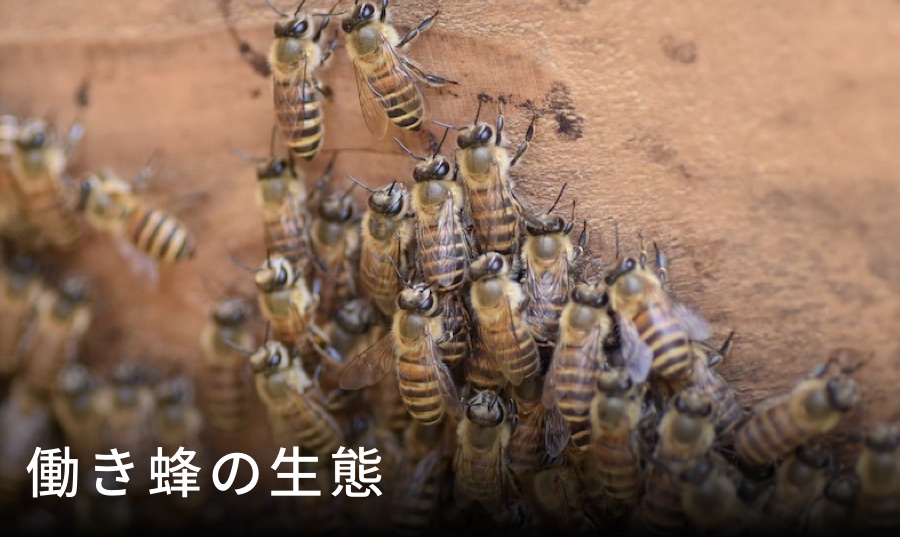 働き蜂の生態
