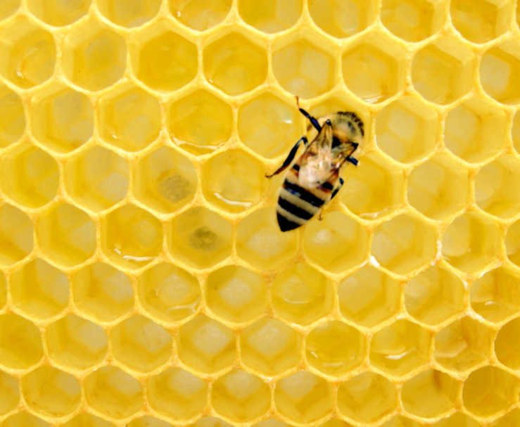 Photograph of honeycomb with honey bee at work on top.