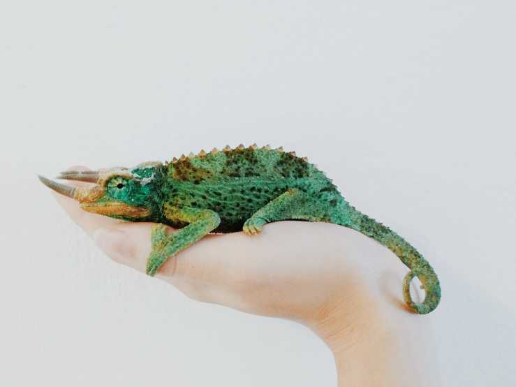Image of someone holding a green chameleon in their hand.  by Amy Humphries