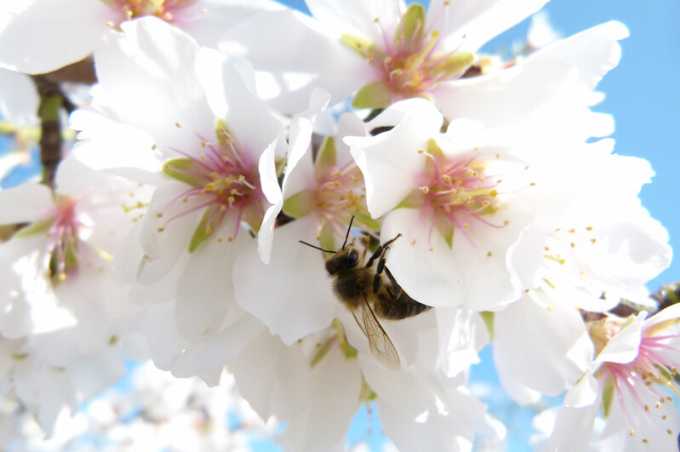 Le 20 mai sera la journée des abeilles