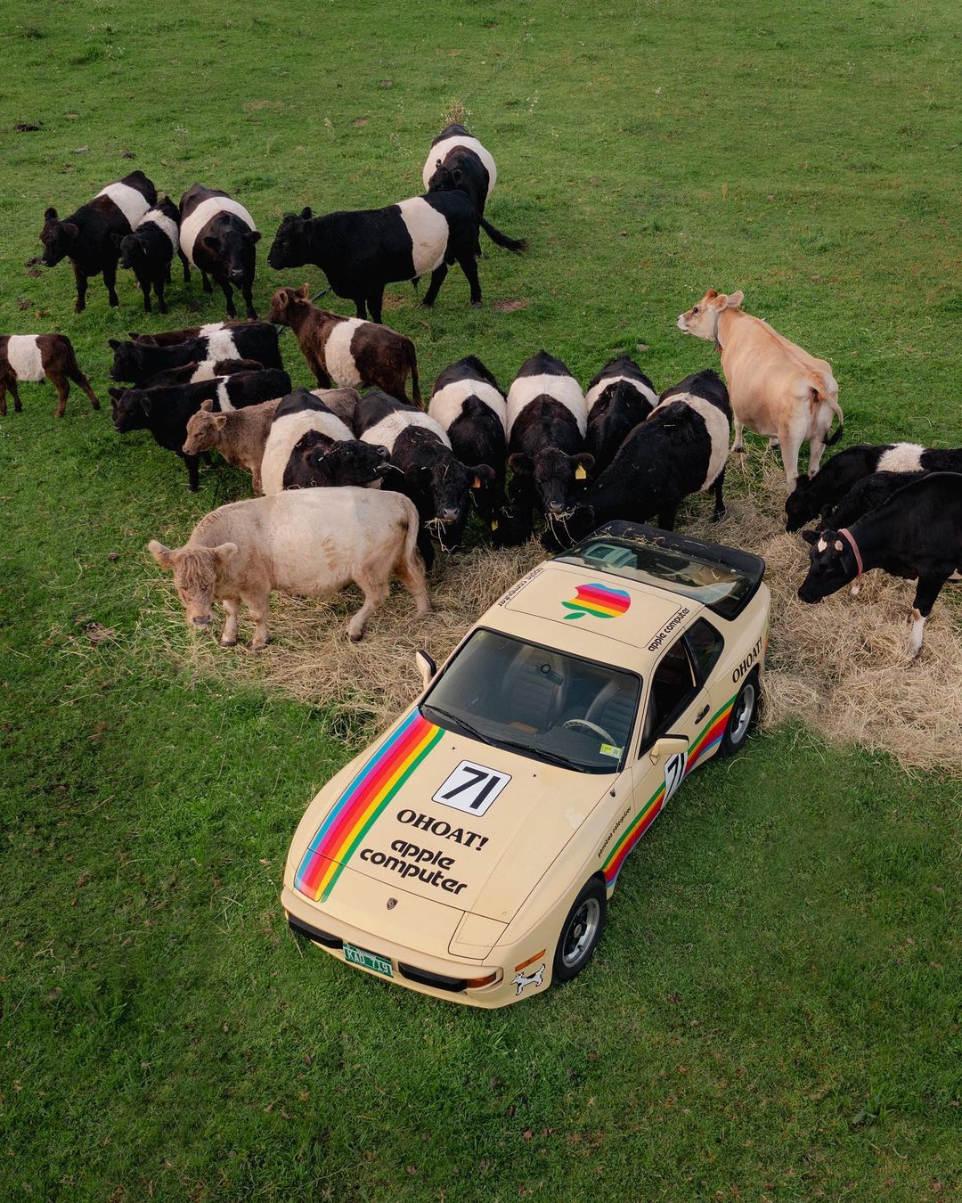 A Porsche 944 in a field with cows