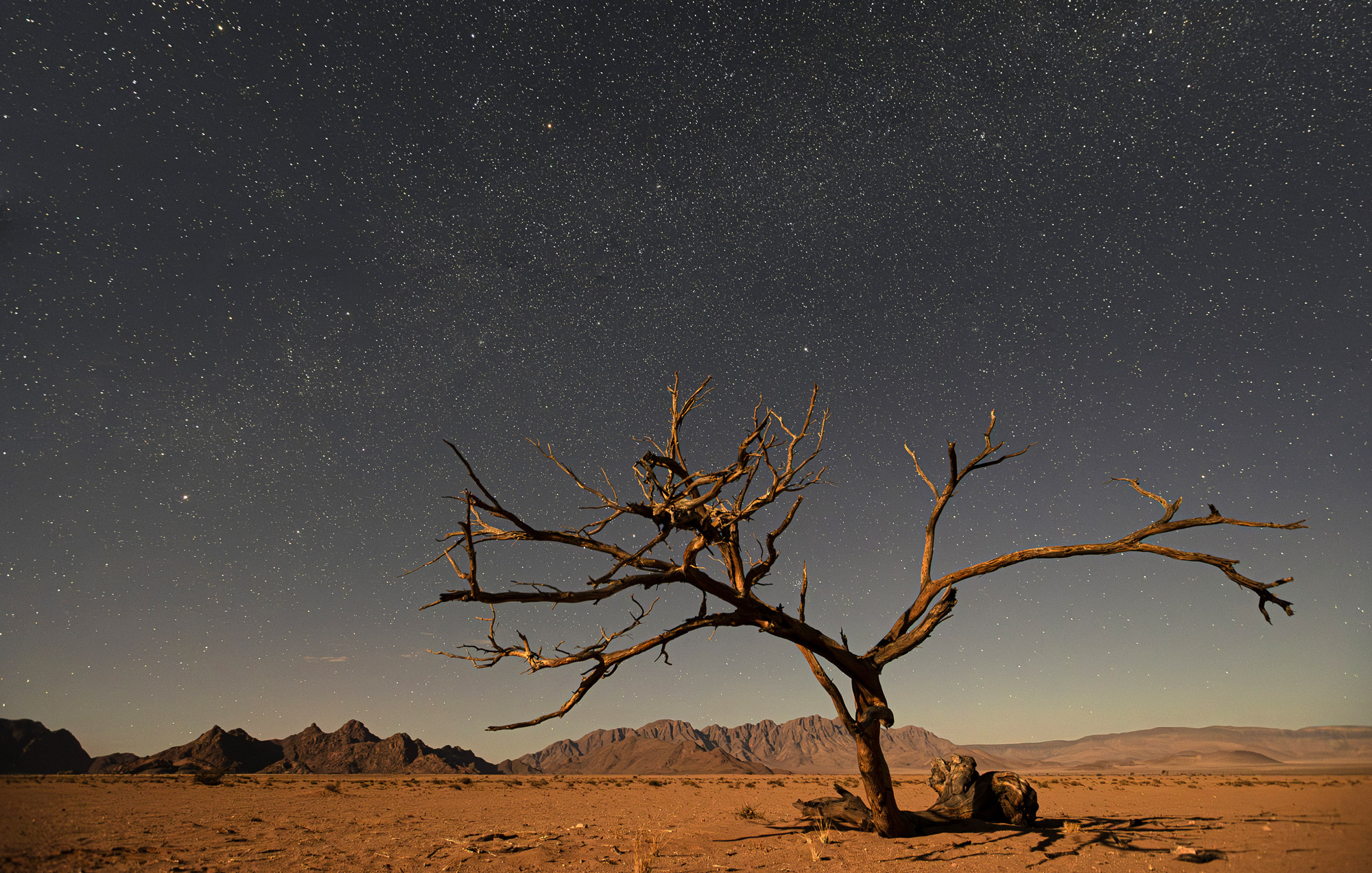 Starry sky over a desert landscape, barren tree in foreground