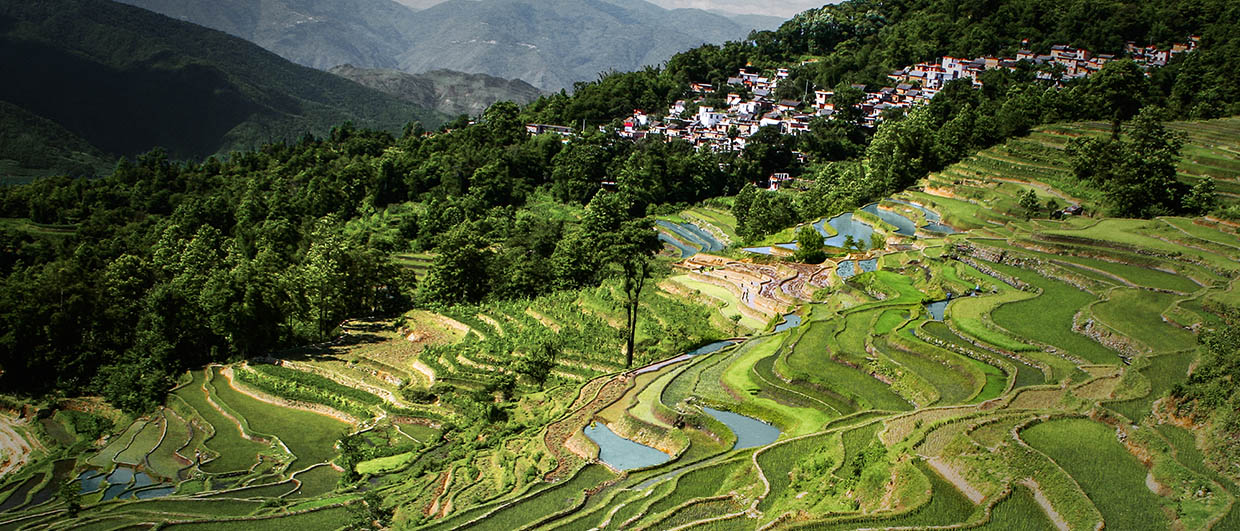 Rice plantation