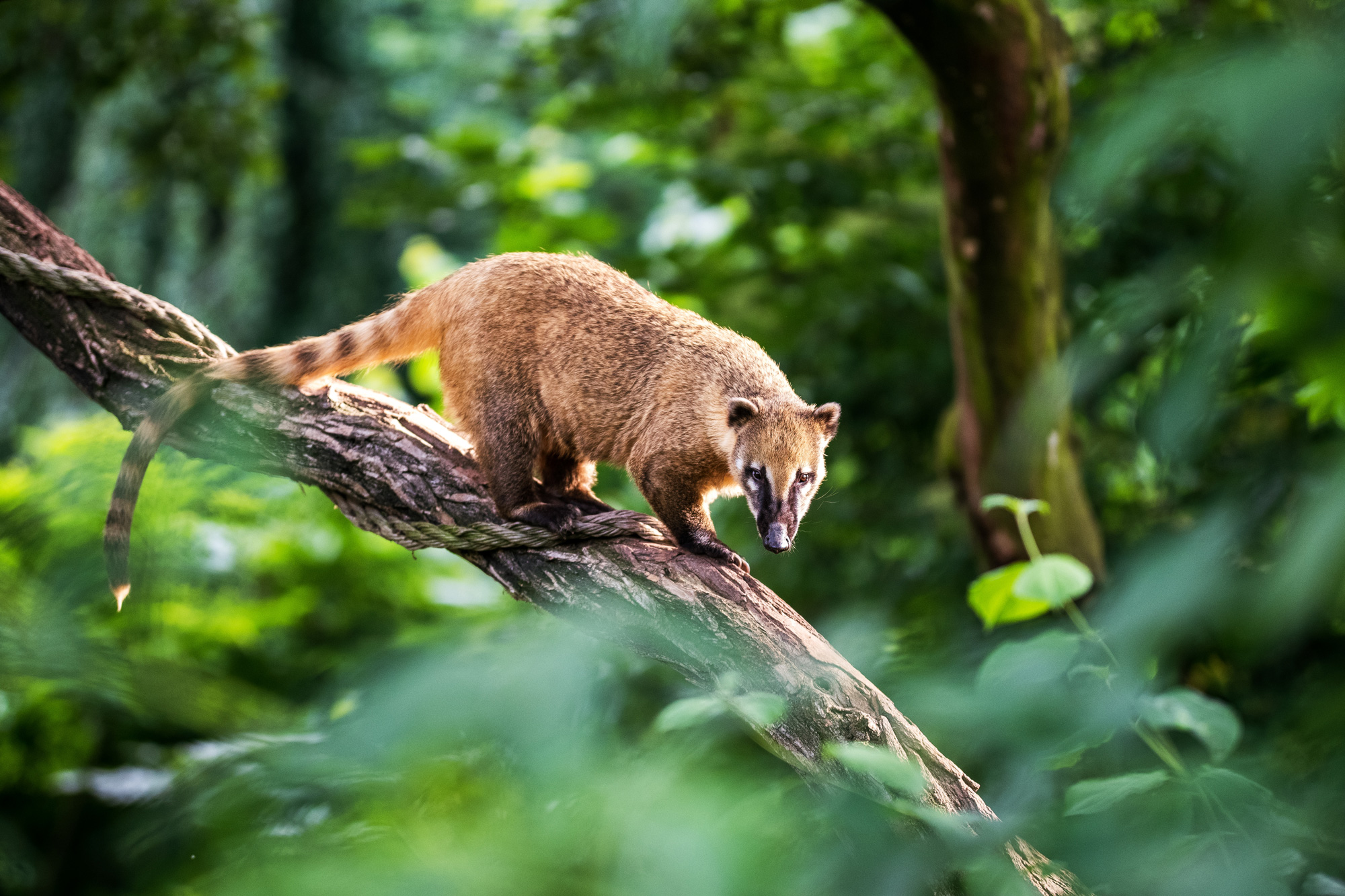 A coati sitting on a branch in the rainforest