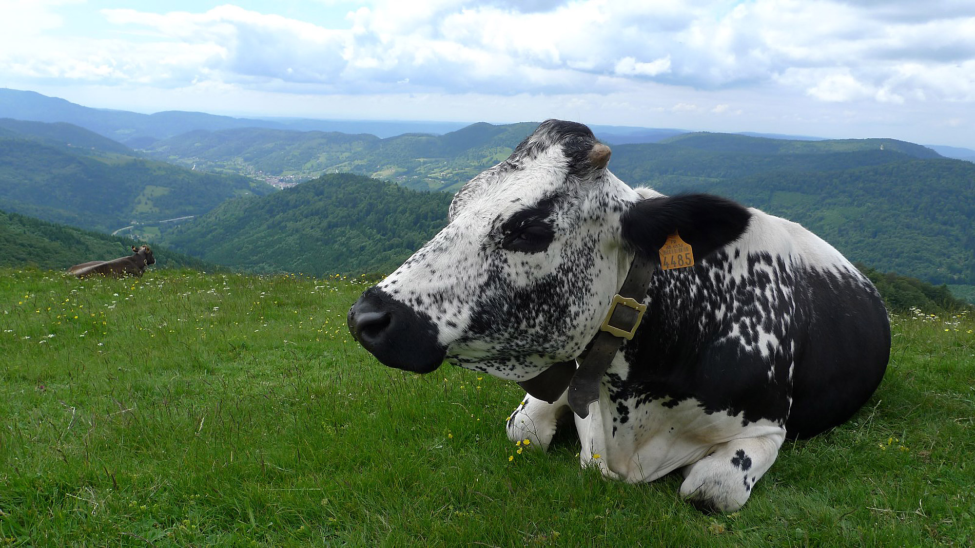 Black and white cow sits on green mountain meadow