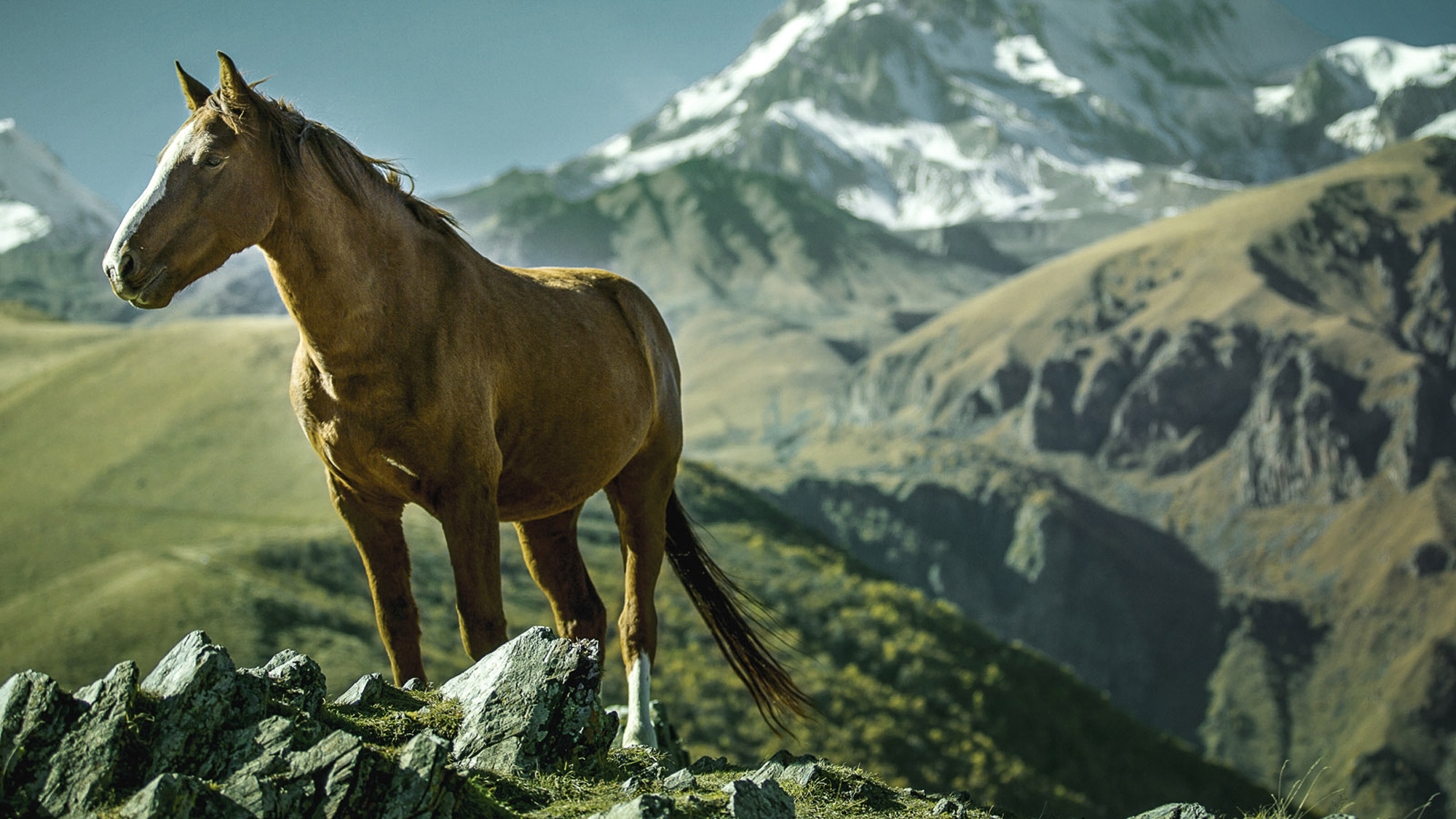 A horse in a deserted mountain landscape