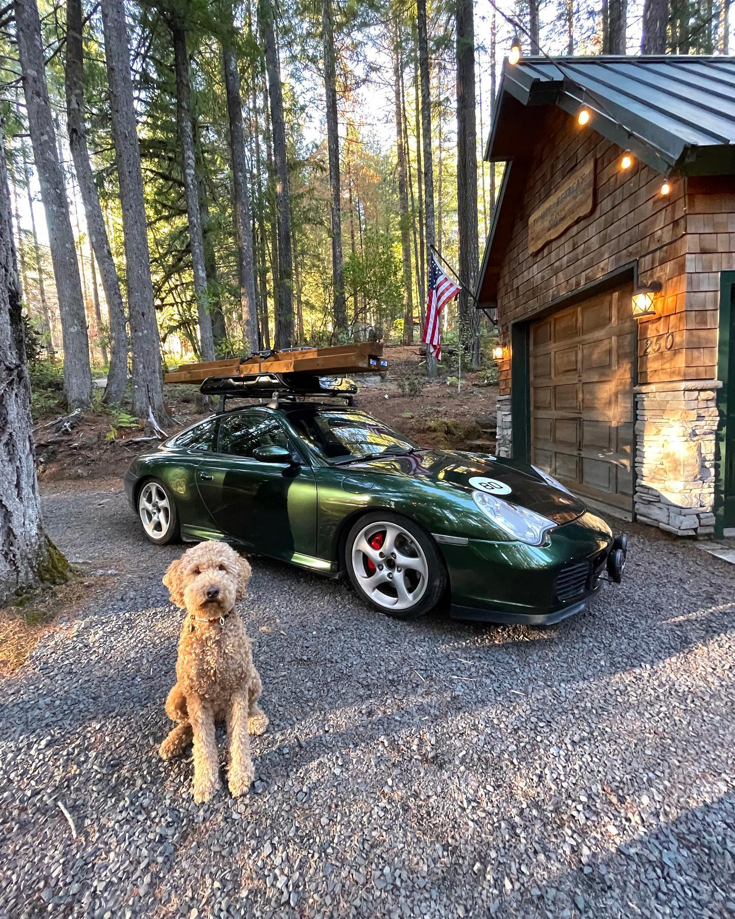 Golden Labradoodle in front of green Porsche in forest