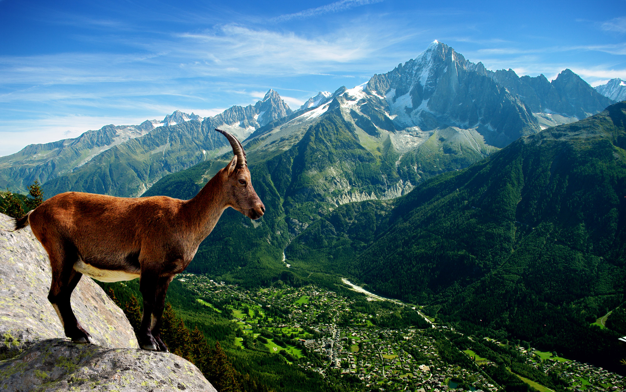 Goat pictured in an alpine landscape