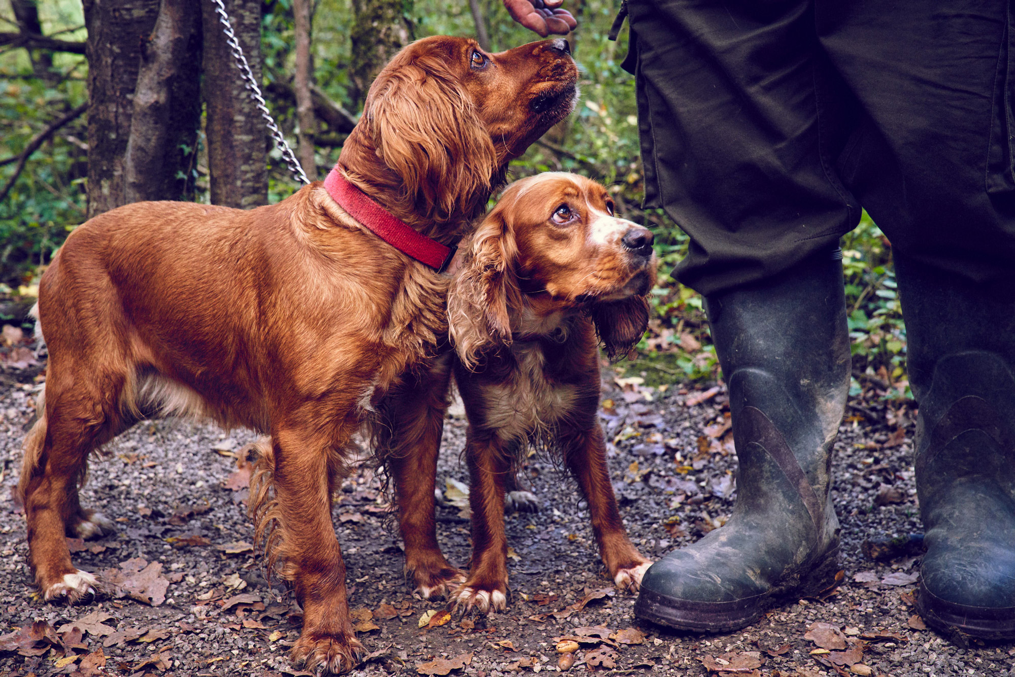 Two small brown dogs next to man in wellington boots