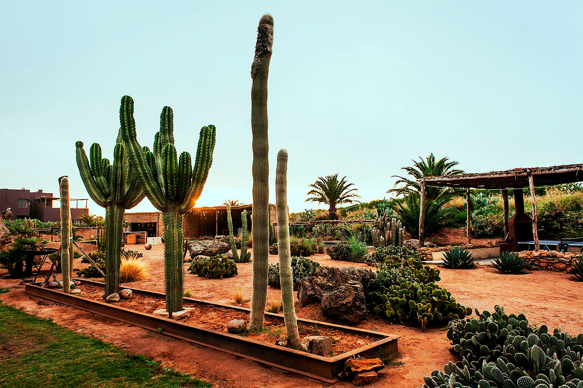 Cacti and oriental plants in a garden, sand on the ground