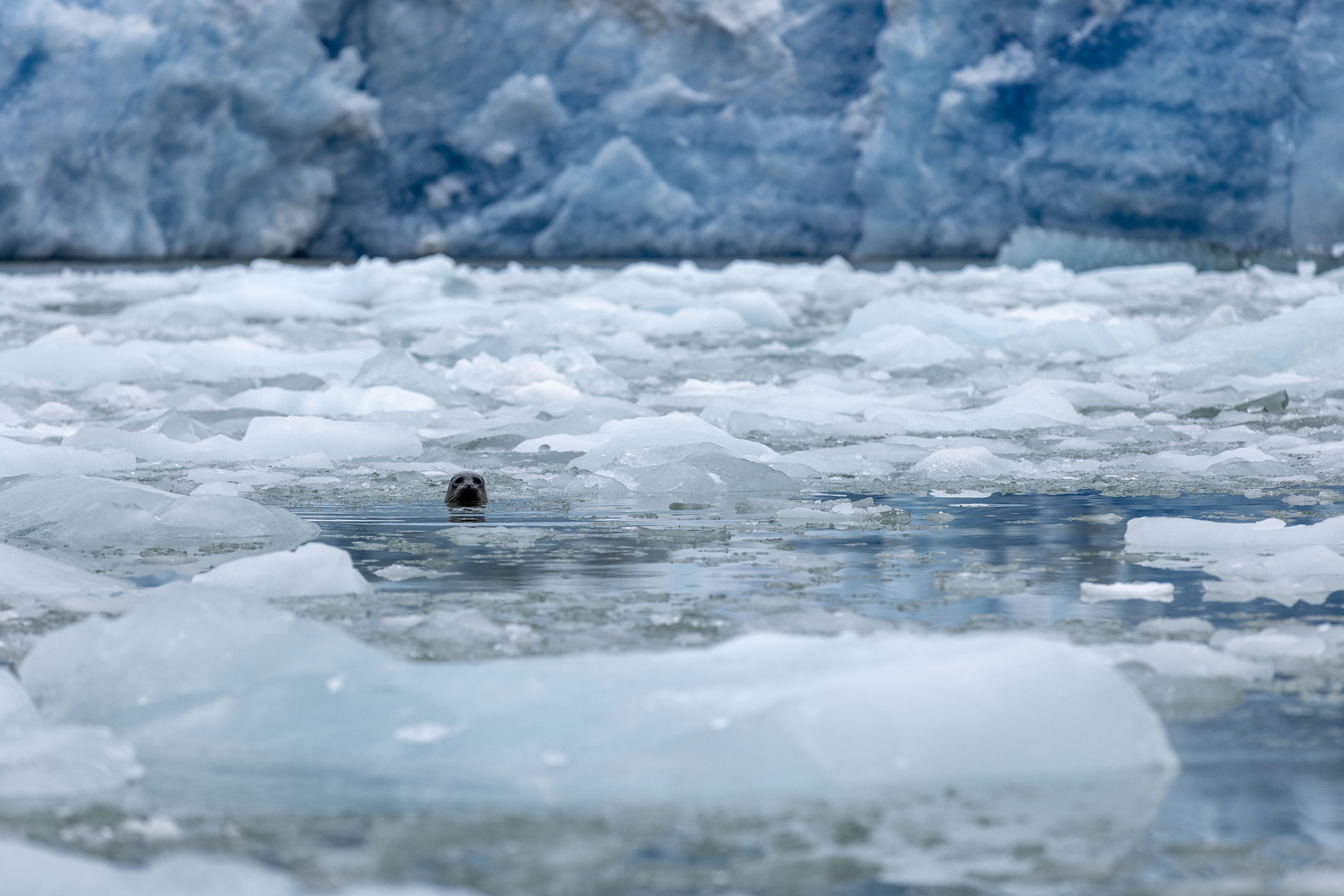 Head of seal poking out of ice-filled glacial water