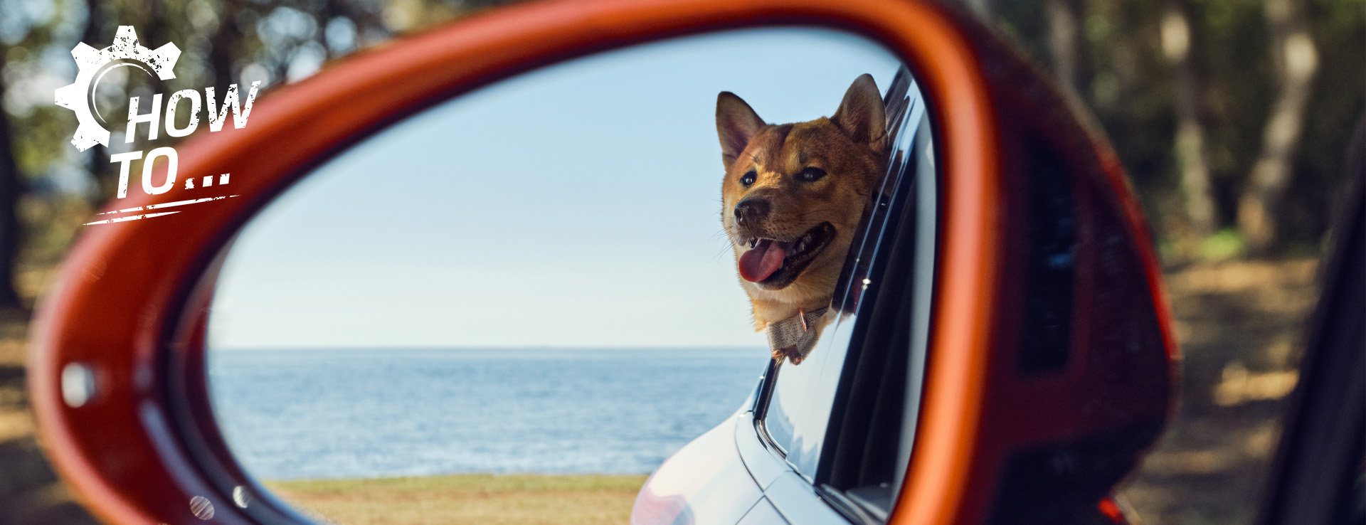 Dog leaning out of car window, reflected in door mirror