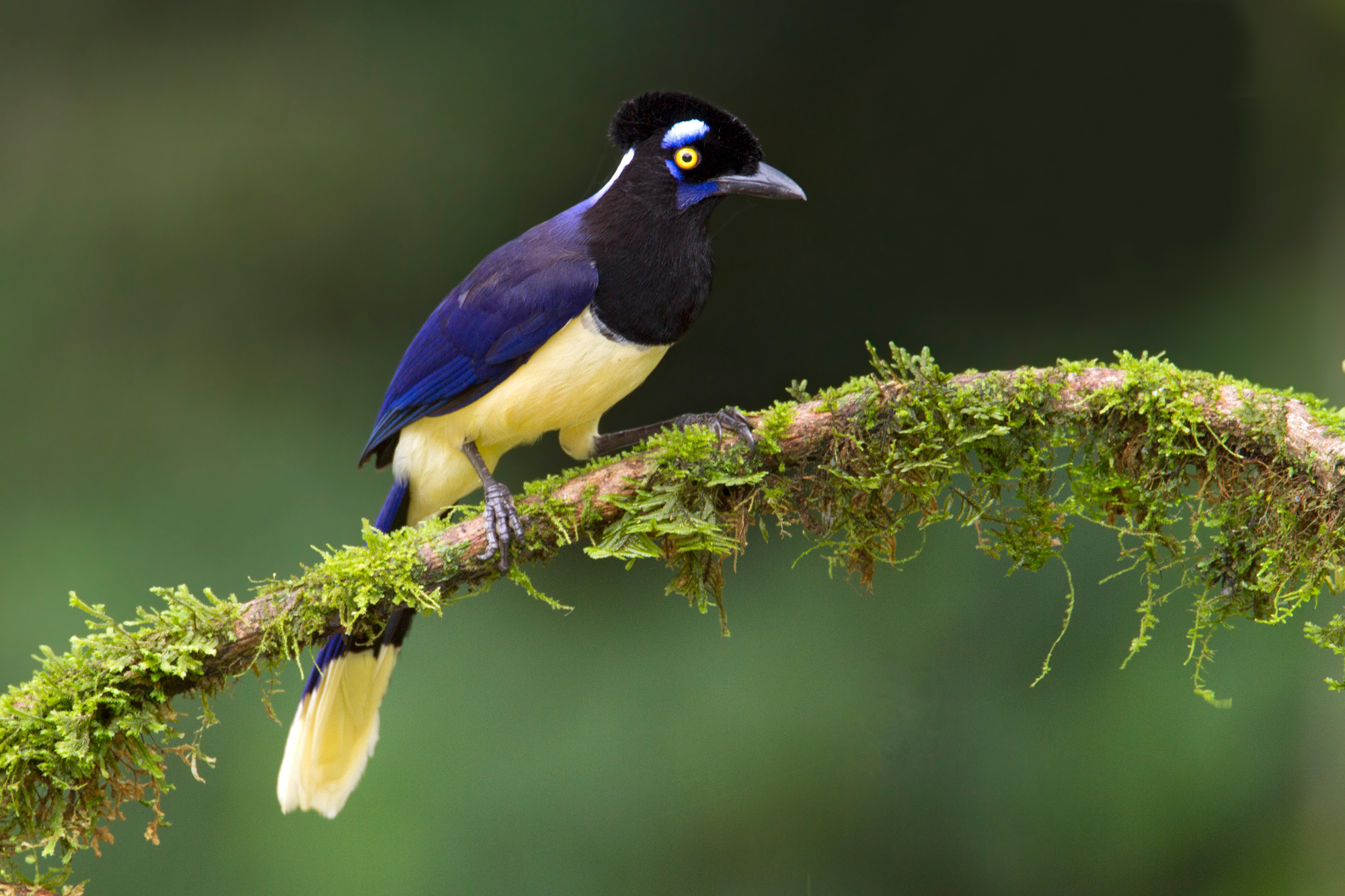Colourful plush-crested jay bird sits on a small branch