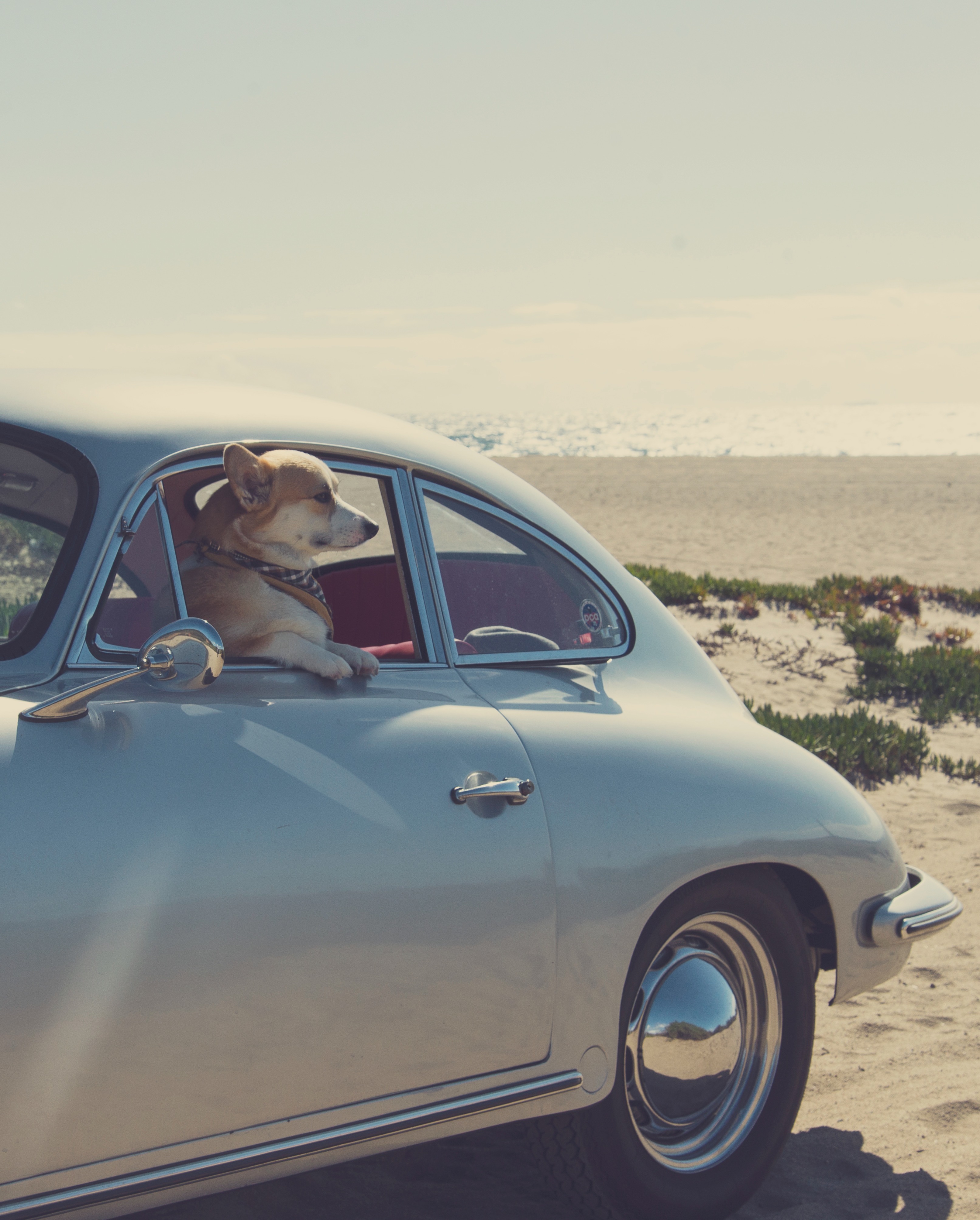 Corgi dog hanging out window of silver Porsche, beach in behind