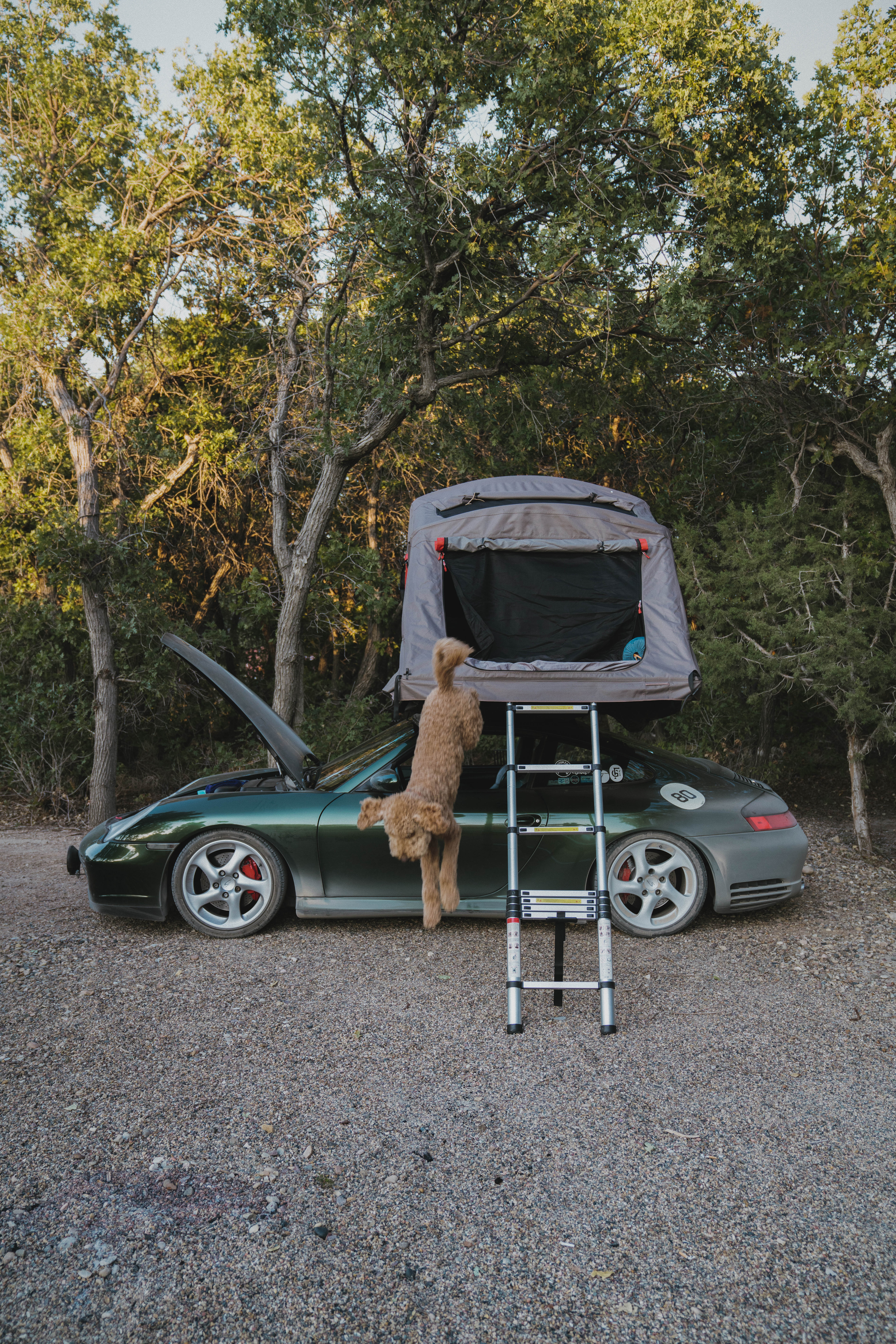 Goldendoodle mid-jump from rooftop tent on Porsche 911