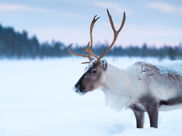 Snow-covered reindeer, with antlers, in foreground, with trees beyond