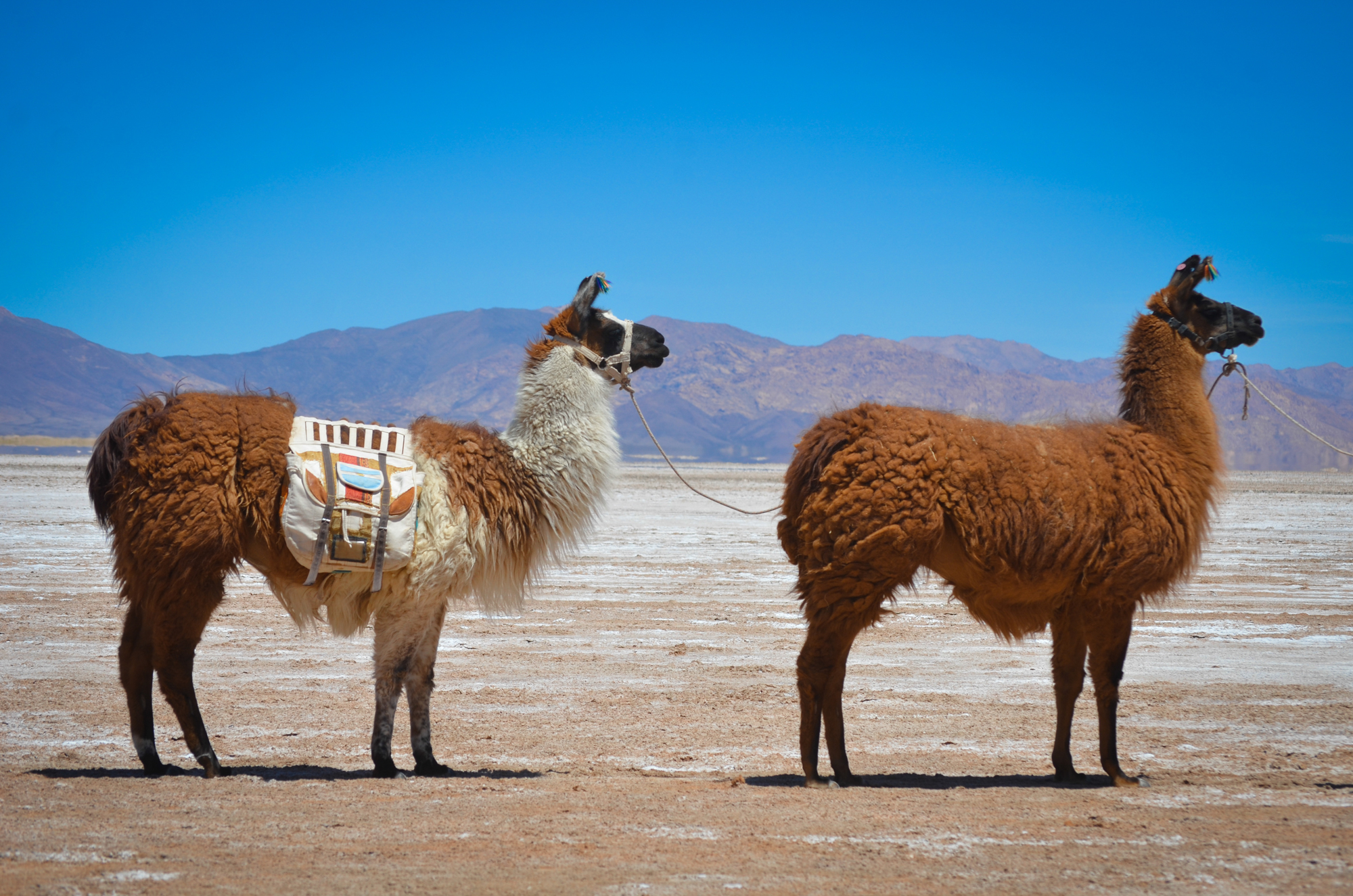 Two llamas on the high plateau of the Andes
