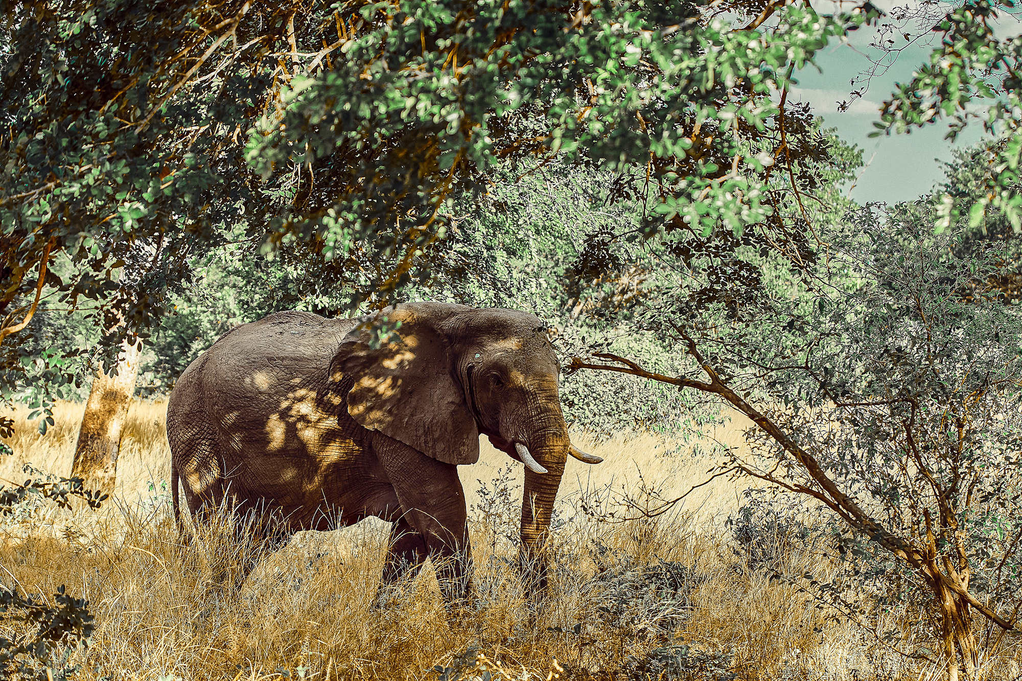 Elephant walks through brown grass, surrounded by green trees