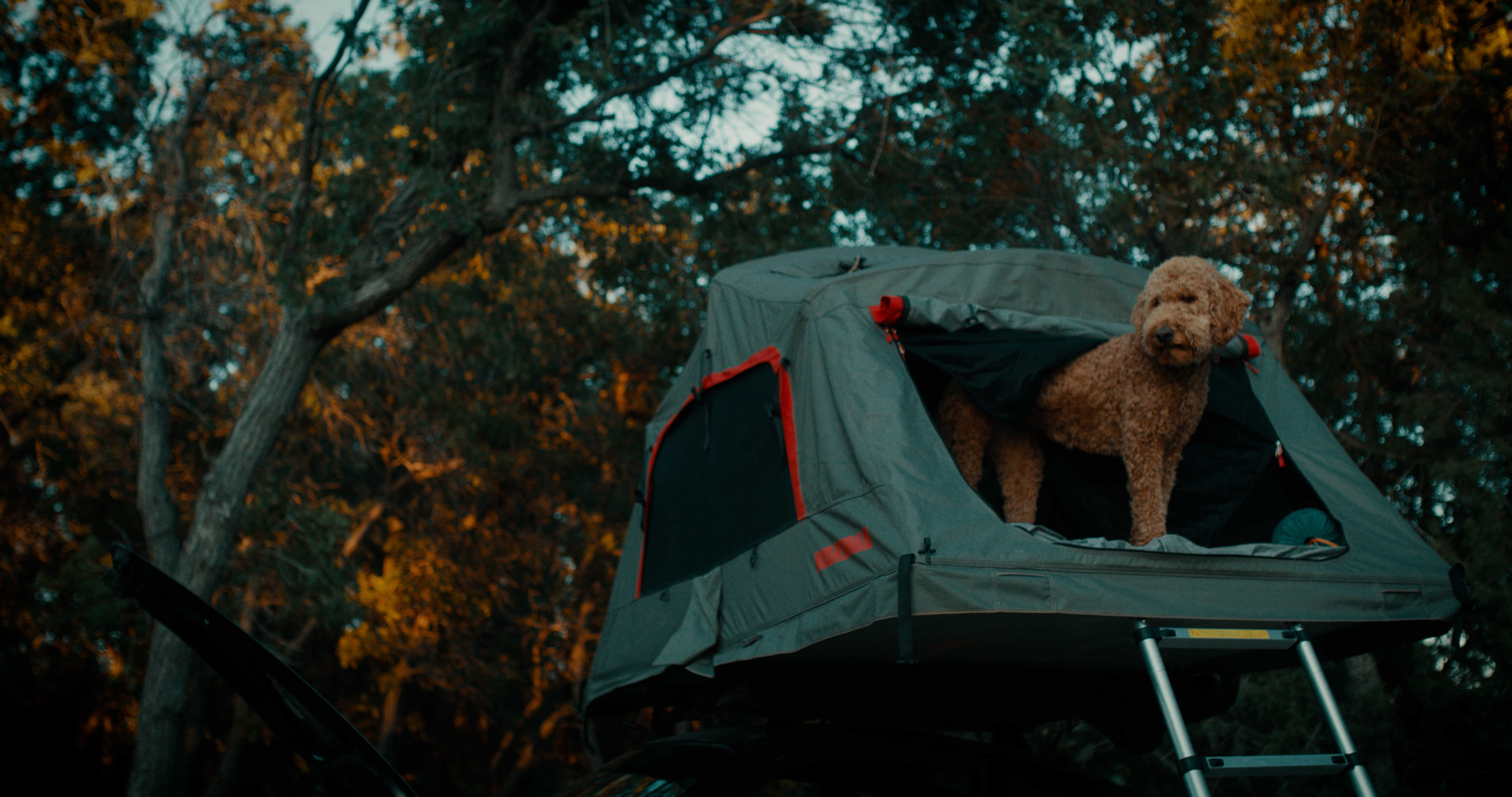 Golden Labradoodle peeking out of roof tent in forest