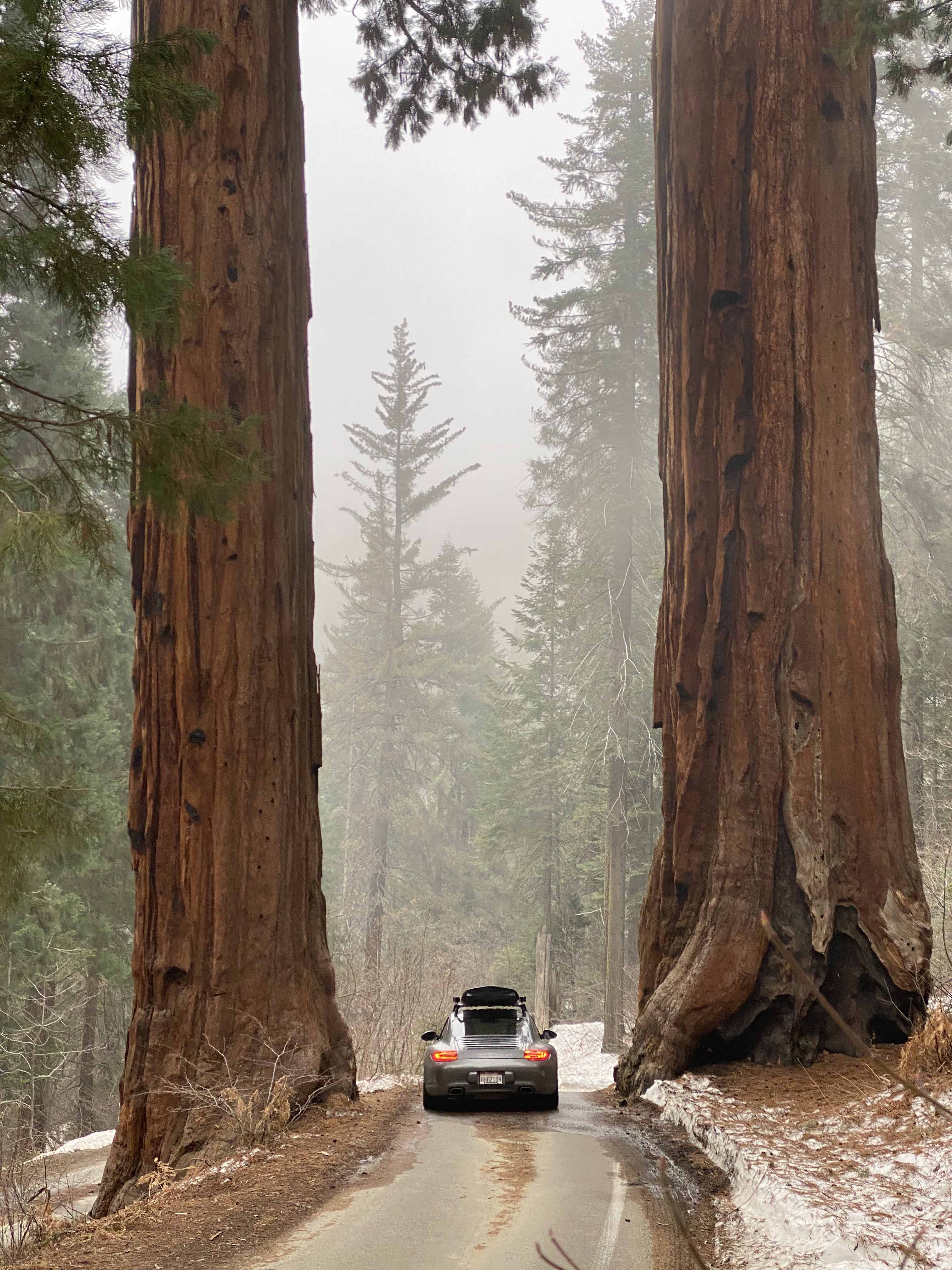Porsche 911 (type 997) on road between two giant redwood trees