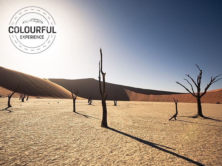 Namibian desert scene with sand dunes in background