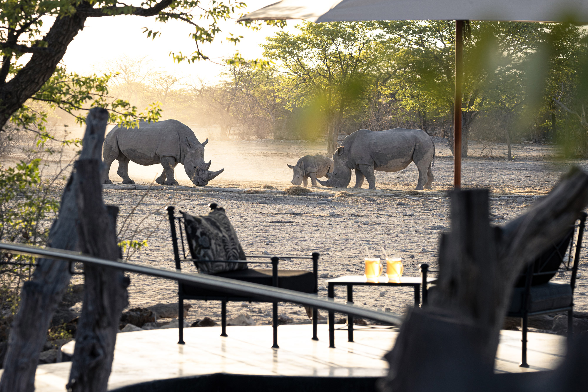 Table and chairs in desert clearing, rhinoceroses in background